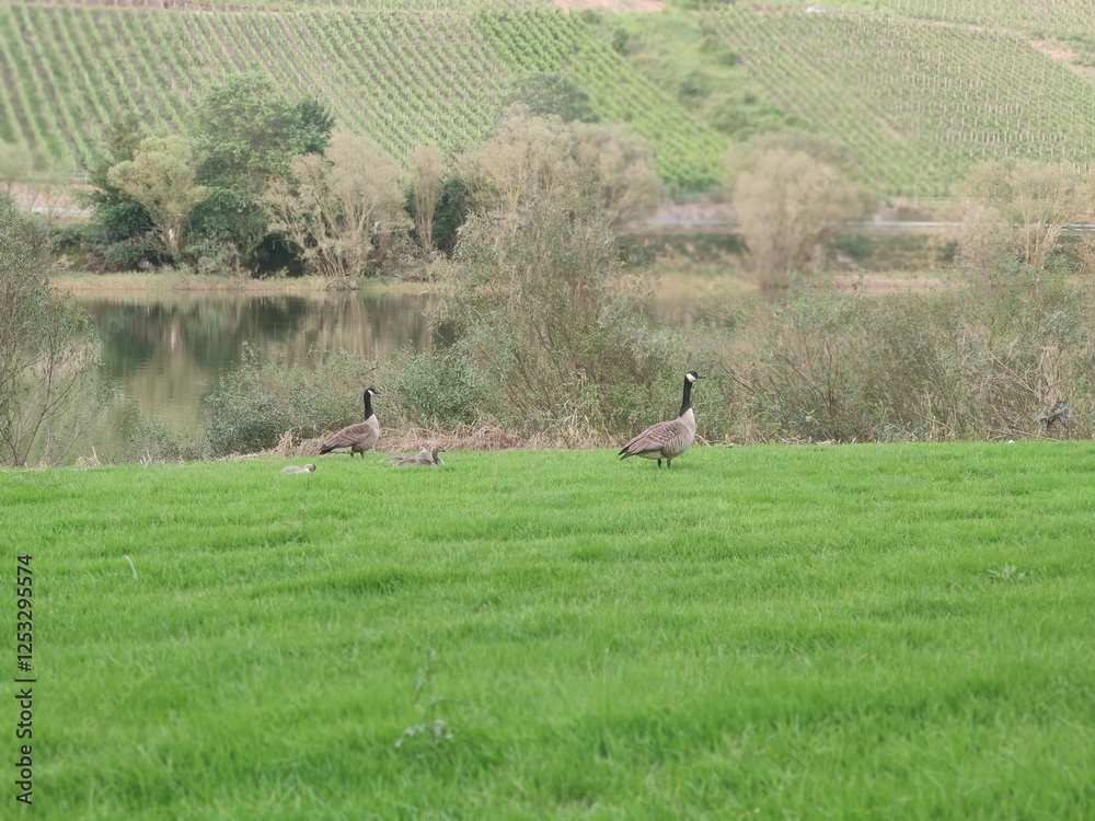 Naklejka premium Ducks are resting on the shore