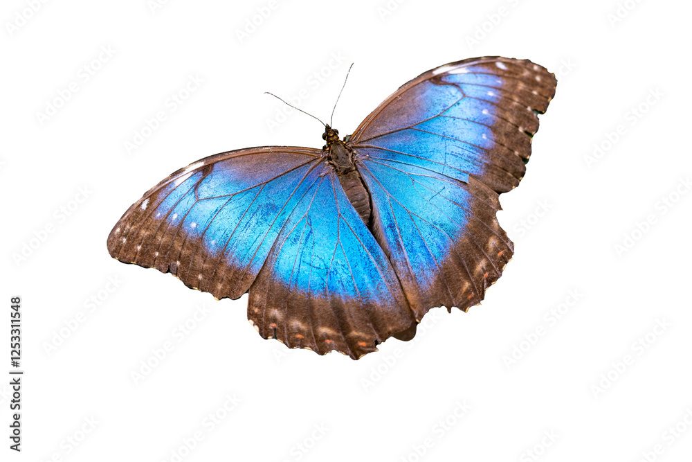 Blue exotic butterfly on white background