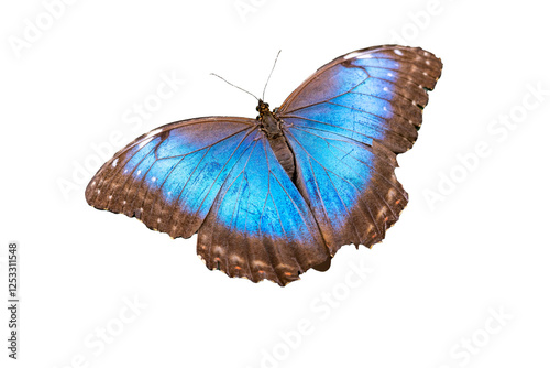 Obraz na płótnie Blue exotic butterfly on white background w salonie