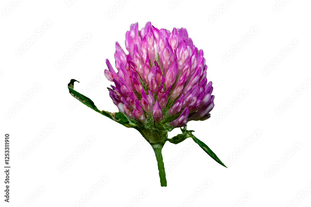purple Clover red blossom flower isolated on white background