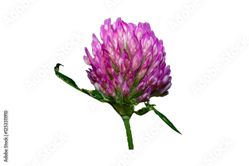 Obraz na płótnie purple Clover red blossom flower isolated on white background w salonie