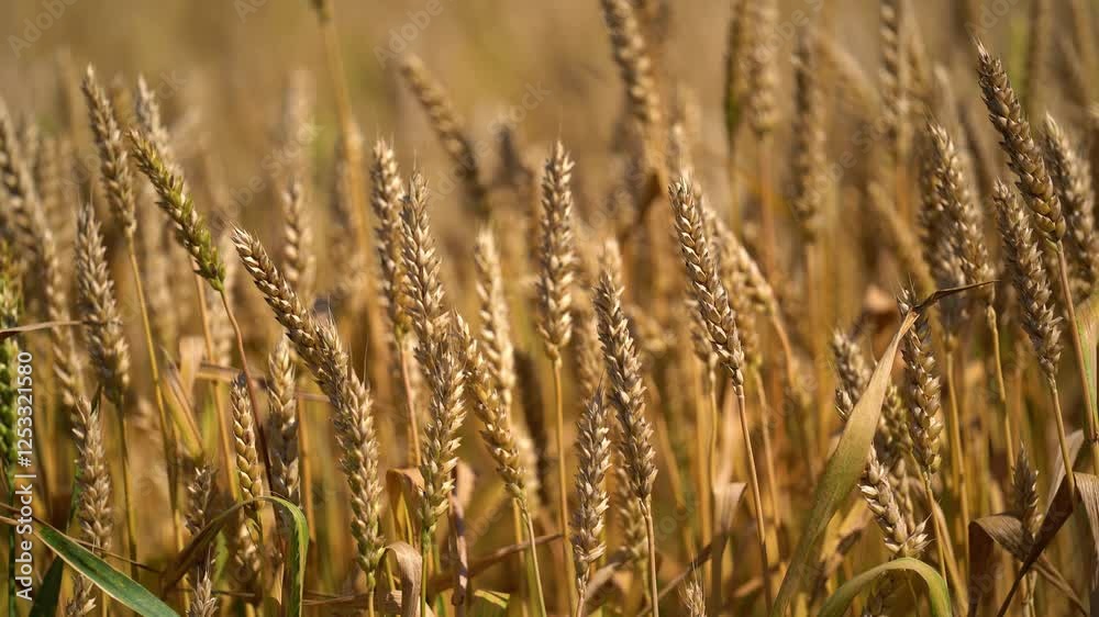 Wheat field. Golden ears wheat. ripening ears of meadow wheat field, cereal plant . Rich grain harvest Concept for flour, bread Wheat field. Golden ears wheat. ripening ears of meadow wheat field, cereal plant . Rich grain harvest Concept for flour, bread