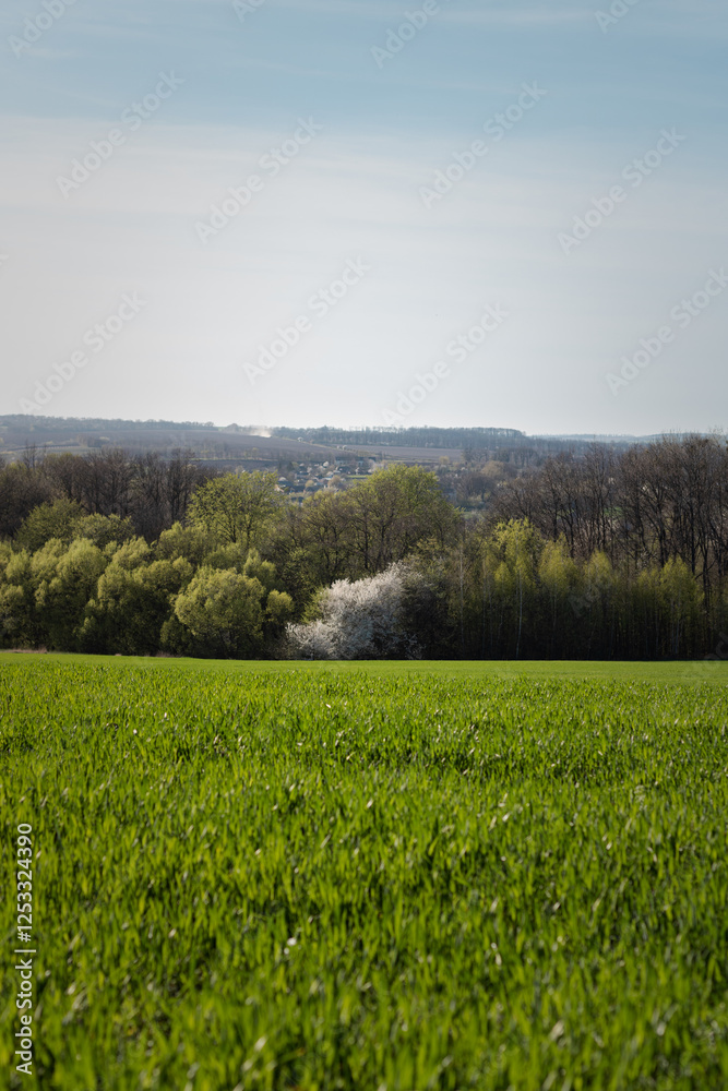Fototapeta premium green field and blue sky. green field against the forest. spring day, field landscape