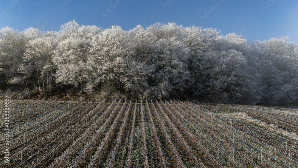 Paysage hivernal de vignes avec en arrière-plan une forêt sous une fine couche de givre. Paysage de Champagne en hiver. Paysage hivernal de vignes avec en arrière-plan une forêt sous une fine couche de givre. Paysage de Champagne en hiver.