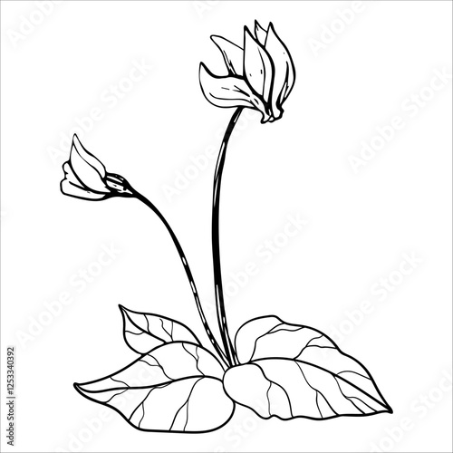 Line Drawing Of Cyclamen Flower
