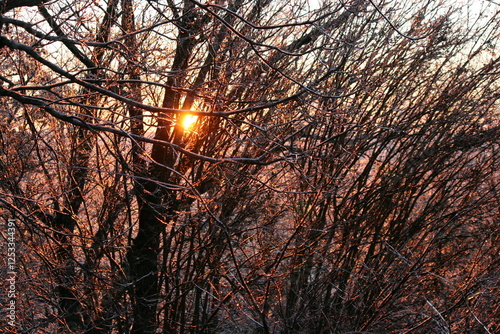 Sunlit Winter Branches
