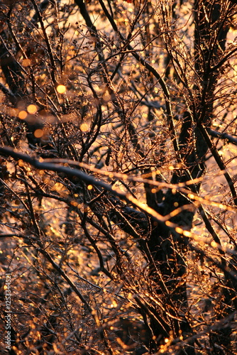 Sunlit Winter Branches