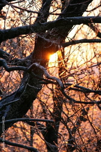 Sunlit Winter Branches