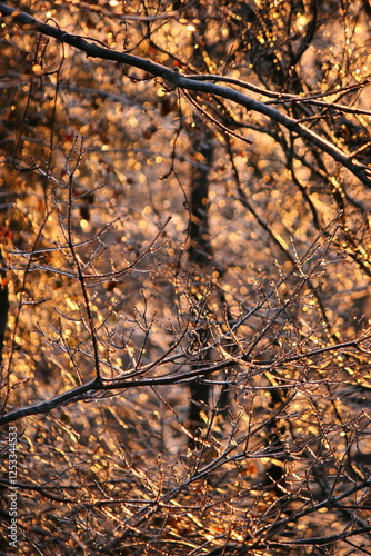 Sunlit Winter Branches