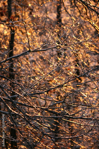 Sunlit Winter Branches