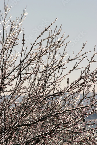 Winter Branches with Ice