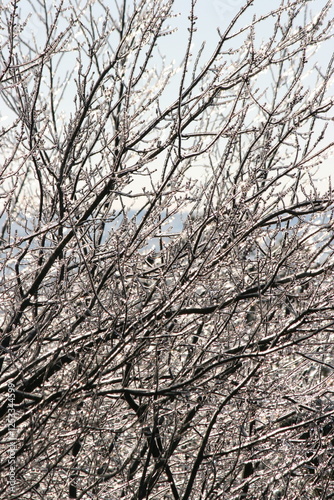 Winter Branches with Ice