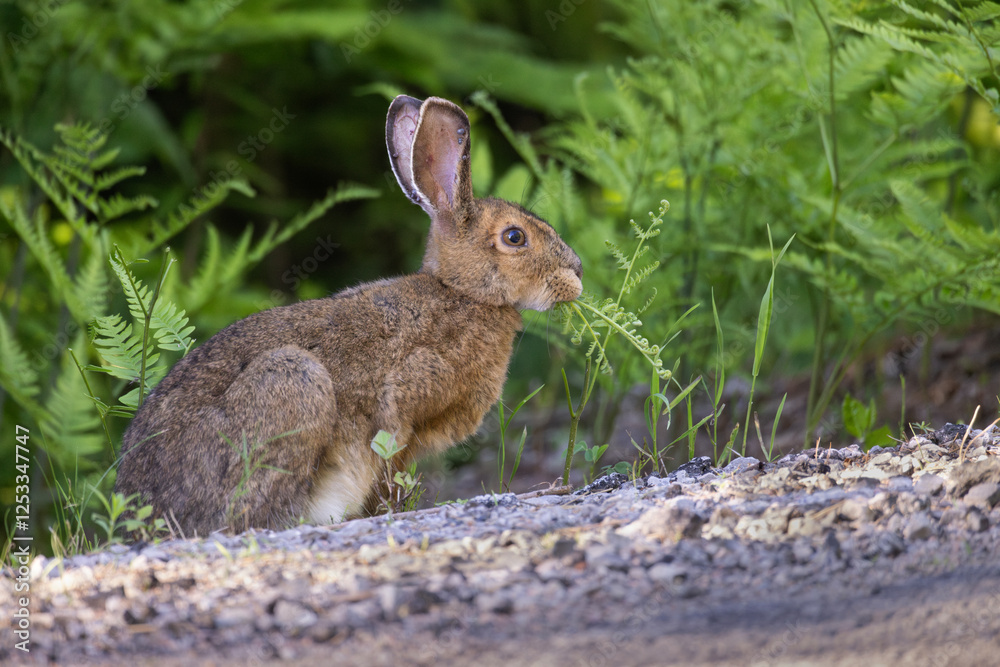 Fototapeta premium Side view of wild hare with ticks on ears eating ferns at the side of a rural road in ontario canada