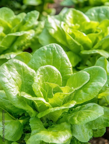 Fresh lettuce leaves growing in garden bed photo