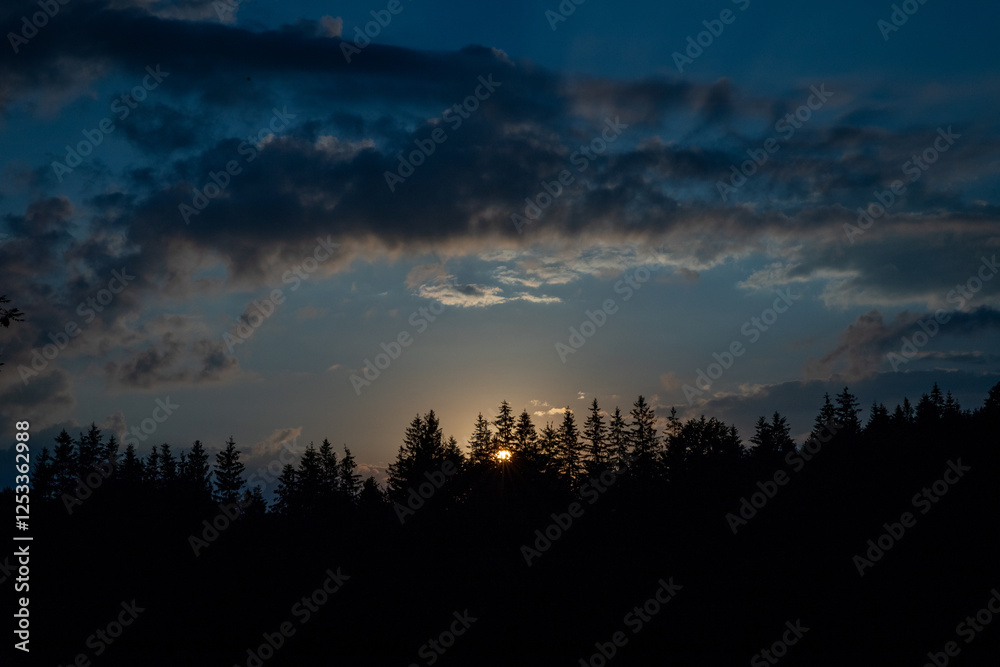from the sun in the mountains spruce forest from the sun in the mountains spruce forest