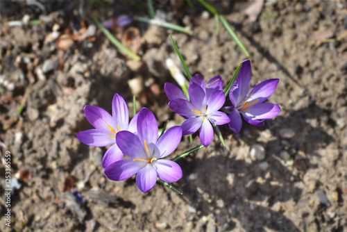 Dutch crocus Grand Maitre flowers