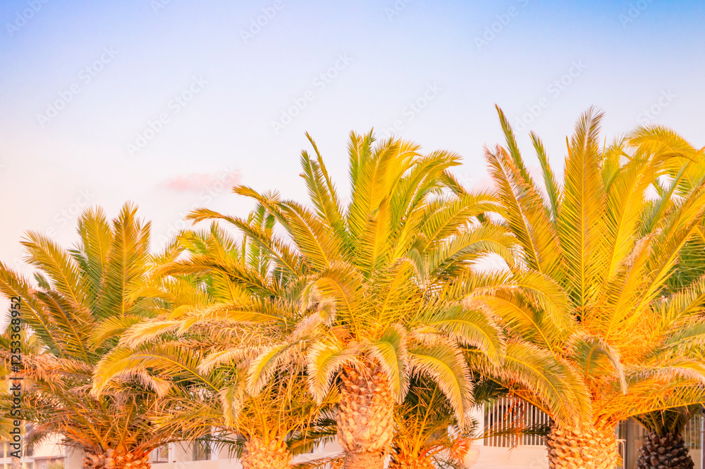 Lush and verdant Tropical Palm Trees stand proudly against a Stunningly Beautiful Skyline