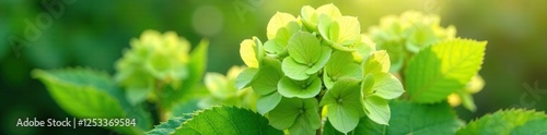 Delicate green hydrangea blooms in soft morning light, flower power, morning light
