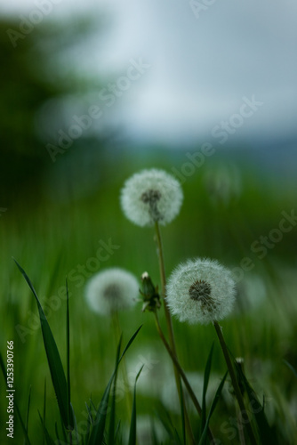 dandelion in the grass