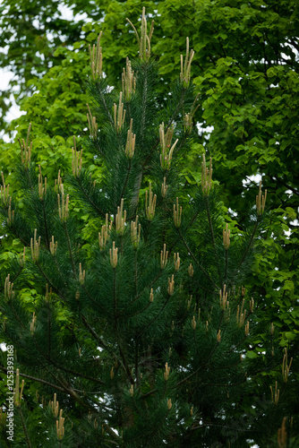 trees in the forest