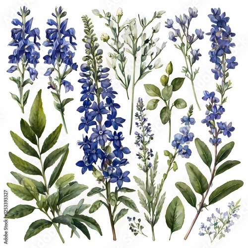 Big set with buds, flowers, twigs and leaves of lobelia in watercolor illustration. This set is well suited for your various projects: creating cards, invitations, wedding design and many others
