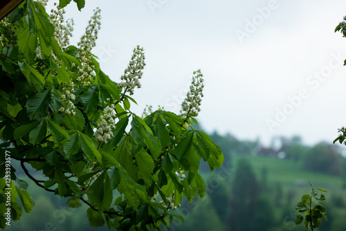 chestnut blossom in spring