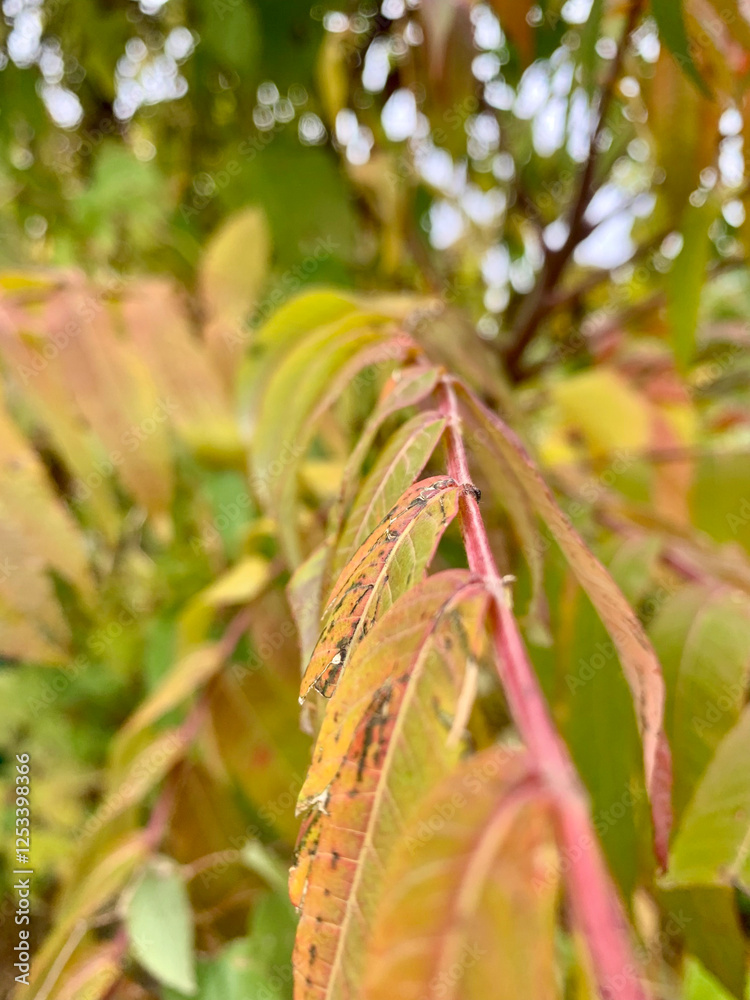 A variety of leaves showcases shades of yellow, orange, and green in a serene outdoor environment. This moment captures the beauty of fall foliage in the afternoon light A variety of leaves showcases shades of yellow, orange, and green in a serene outdoor environment. This moment captures the beauty of fall foliage in the afternoon light