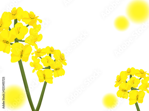 かわいい菜の花の背景