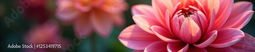 Intricate dahlia petals, array of hues, soft focus background , photography, print