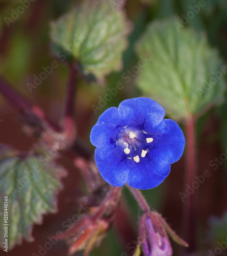 Desert bluebell (Phacelia campanularia) flower 6508 photo