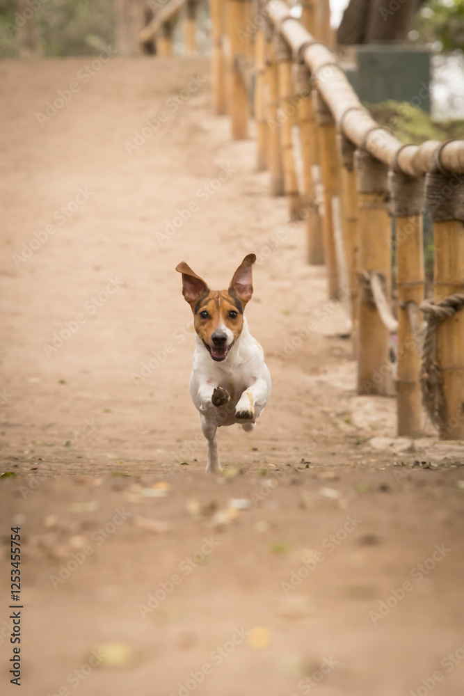 Jack Russell Terrier running on the ground walking path road in the park. Selective focus. Jack Russell Terrier running on the ground walking path road in the park. Selective focus.