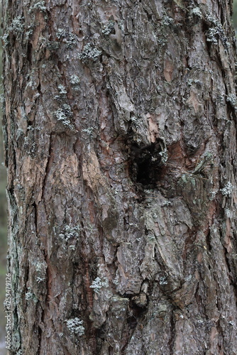 Natural structure of pine bark in the wild.