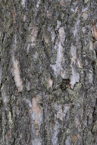 Natural structure of pine bark in the wild.