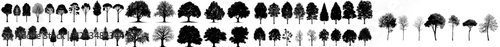 Modern tree silhouette. Isolated forest trees on a white background