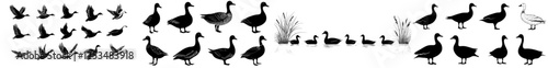 Duck silhouettes, a modern collection in various poses, depicted as black isolated figures on a white background, ideal for wildlife and nature-themed designs and logos