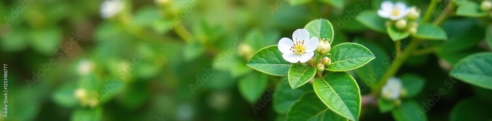 Bearberry bush with white flowers and small leaves, plant, North America, flowers Bearberry bush with white flowers and small leaves, plant, North America, flowers