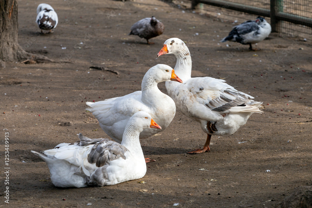 Obraz premium White geese resting together in a park during late afternoon on a calm day