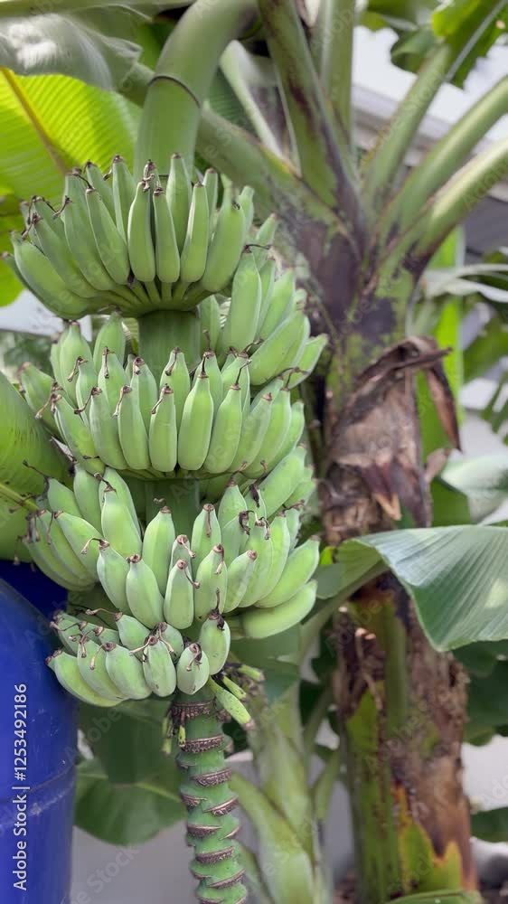 The banana tree is bearing fruit, with vibrant clusters of bananas starting to grow and ripen in the warm sunlight. The banana tree is bearing fruit, with vibrant clusters of bananas starting to grow and ripen in the warm sunlight.