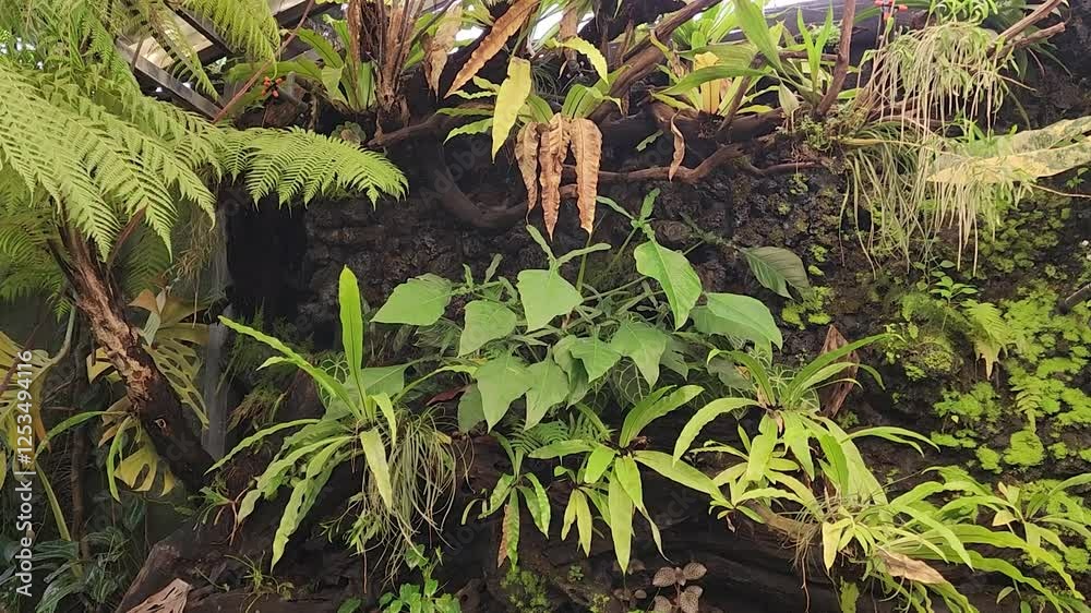 Tropical and Temperate Ferns Thriving in Natural Forest - Capturing the Vibrant Greenery of Fern Plants in the Wild, Ideal for Nature Lovers and Peaceful Outdoor Garden Scenes