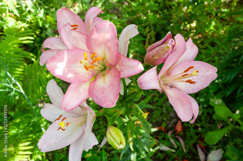 Large beautiful flowers of Lilium