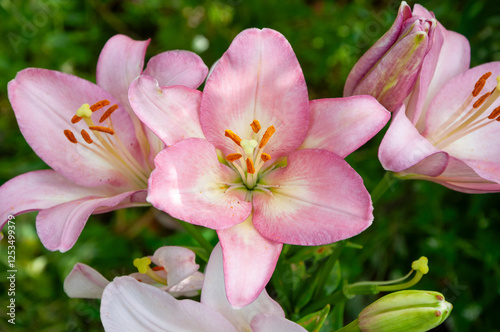 Large beautiful flowers of Lilium