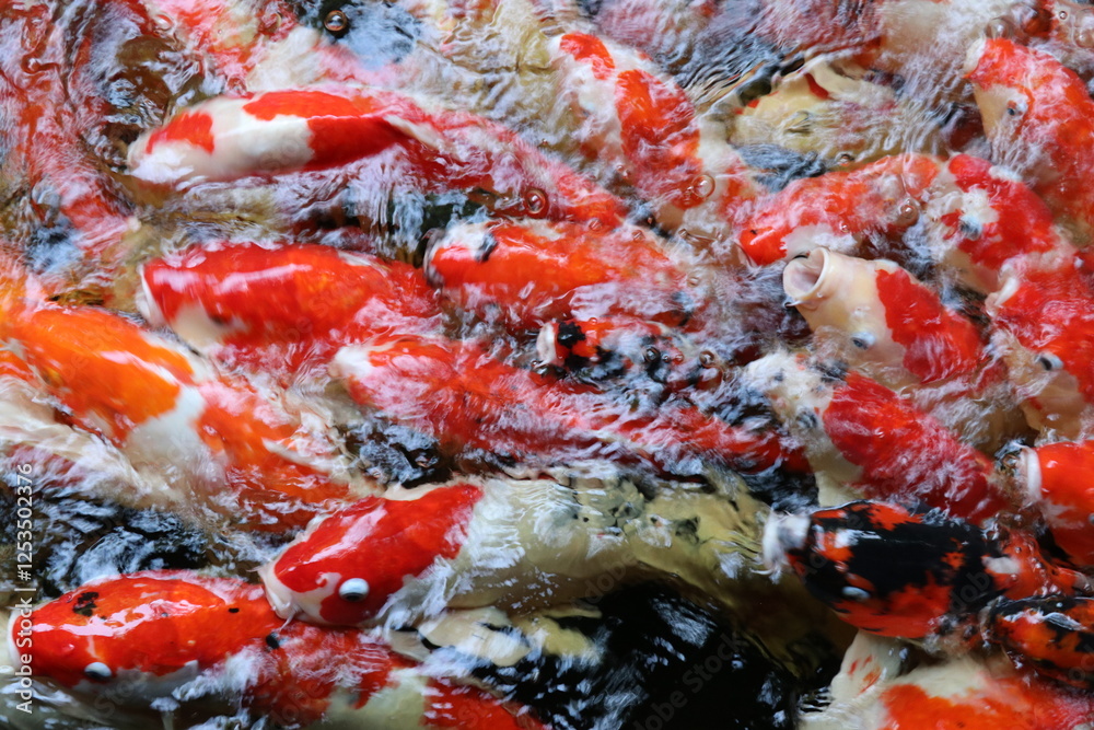The koi in the large pond have beautiful colors.