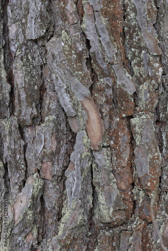 Natural structure of pine bark in the wild.