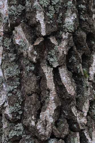 Natural texture of birch bark in the wild.