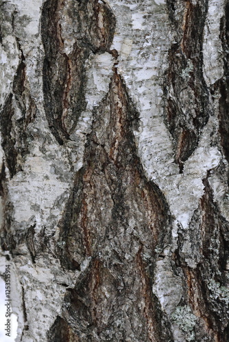 Natural structure of birch bark in the wild.