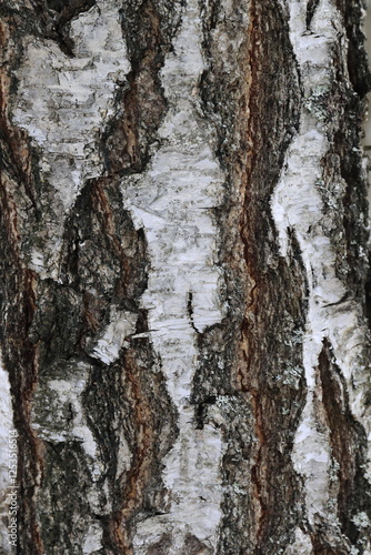 Natural structure of birch bark in the wild.