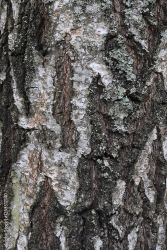 Natural structure of birch bark in the wild.