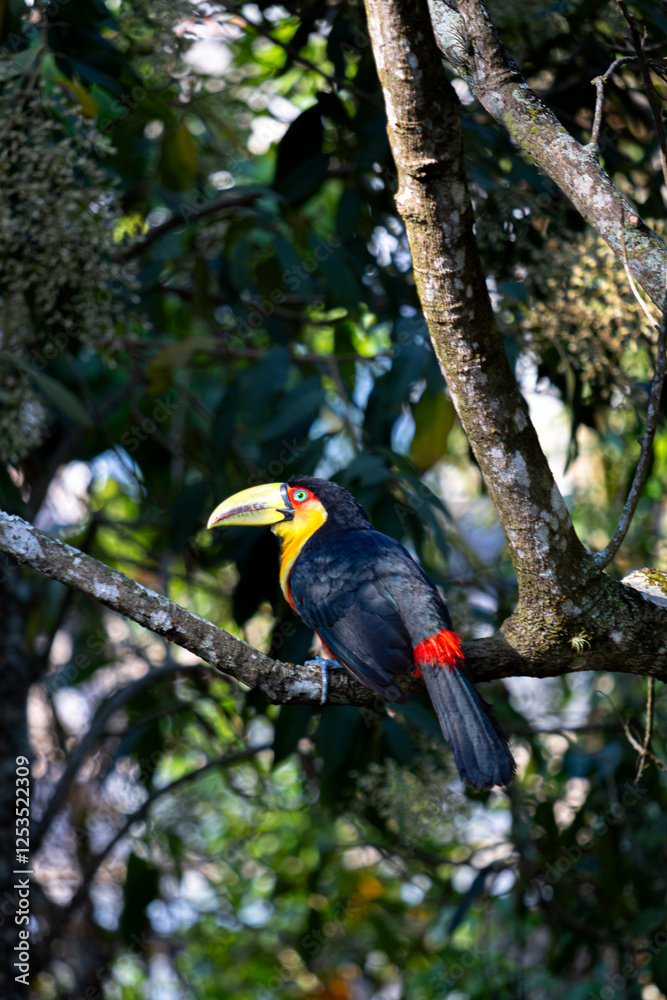 Toucan Landade On The Tree Close Up 