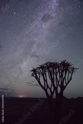 Obraz na płótnie Droga Mleczna i egzotyczne drzewo kołczanowe w Namibii - astrofotografia w salonie