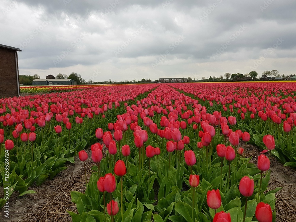 field of tulips field of tulips